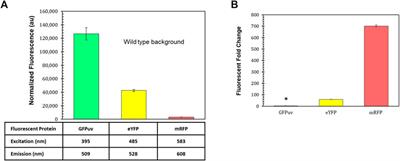 Synthetic Biology Tool Development Advances Predictable Gene Expression in the Metabolically Versatile Soil Bacterium Rhodopseudomonas palustris